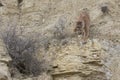 Mountain lion walking on ledge