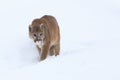 Mountain lion walking in snow