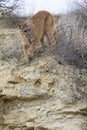 Mountain lion walking towards prey