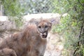 Mountain Lion Wild Cat Royalty Free Stock Photo