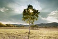 Mountain lone tree