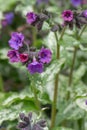 Mountain Lungwort, Pulmonaria montana, bluish-purple flowers and buds Royalty Free Stock Photo