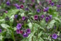 Mountain Lungwort, Pulmonaria montana, bluish-purple flowers Royalty Free Stock Photo
