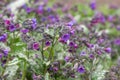 Mountain Lungwort Pulmonaria montana, bluish-purple inflorescence Royalty Free Stock Photo