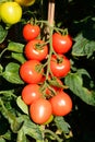 Mountain Magic variety of Tomatoes ripening on the vine, UK. Royalty Free Stock Photo