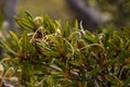 Mountain Mahogany Cercocarpus ledifolius Detail Feathery -Tailed Fruit-