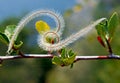 Mountain Mahogany, cercocarpus ledifolius, Yosemite Royalty Free Stock Photo