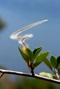 Mountain Mahogany, cercocarpus ledifolius, Yosemite Royalty Free Stock Photo