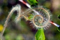 Mountain Mahogany, cercocarpus ledifolius, Yosemite Royalty Free Stock Photo