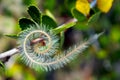 Mountain Mahogany, cercocarpus ledifolius, Yosemite Royalty Free Stock Photo