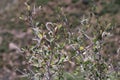 Mountain Mahogany Mesa Verde Royalty Free Stock Photo