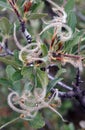 Mountain mahogany Royalty Free Stock Photo