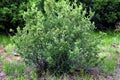 Mountain Mahogany  55527 Royalty Free Stock Photo