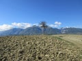 panorama of an isolated tree with mountain background and a working field