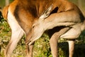 Mountain mammal deer national park abruzzo italy