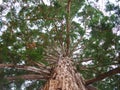 Mammoth pine tree from below. Royalty Free Stock Photo