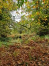 mountain man walk chestnut fern autumn colors