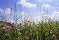 Mountain meadow Royalty Free Stock Photo