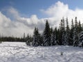 Mountain meadow