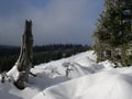 Mountain meadow