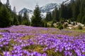 Mountain meadow in bloom Crocus