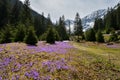 Mountain meadow in bloom Crocus