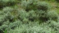 Mountain meadow covered with green shrubs and bushes.