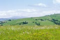 Mountain meadow covered with motley grass and various flowers