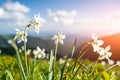 Mountain meadow covered with white narcissus flowers Royalty Free Stock Photo