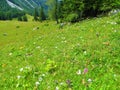 Mountain meadow covering a wide valley with yellow and white wildflowers