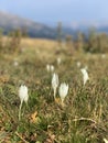 Mountain flowers Royalty Free Stock Photo