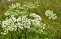 Mountain meadow flowers Royalty Free Stock Photo