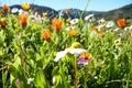 Mountain meadow full of orange flowers