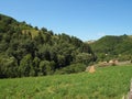 Mountain meadow grass and pine forest Royalty Free Stock Photo