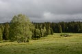 Mountain meadow, group of birches, forest Royalty Free Stock Photo