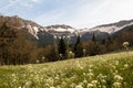 Mountain meadow in spring mountain tops view beauty forest foothills sky breath Royalty Free Stock Photo