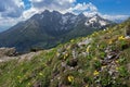 Mountain meadow with spring yellow primrose flowers, in the background the High Tatras mountains. Royalty Free Stock Photo