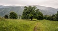 Mountain meadow with tree, pathway and mountain range panorama in Velka Fatra mountains Royalty Free Stock Photo