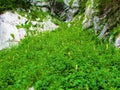 Mountain meadow in the Triglav lakes valley