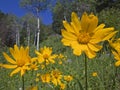 Mountain meadow view of Aspen flower Arnica Sunflower