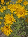 Mountain meadow view of Heartleaf Arnica Royalty Free Stock Photo