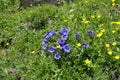 A group of protected and lucky alpine gentians in natural environment Royalty Free Stock Photo