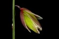 Mountain Melick (Melica nutans). Spikelet Closeup Royalty Free Stock Photo