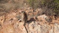 Mountain monkey sitting on rock and search food.