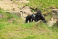 Mountain monkey and young gorilla Royalty Free Stock Photo