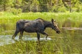 Mountain Moose at Bierstadt Lake Royalty Free Stock Photo