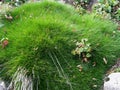 Mountain moss cushion in the altitude garden of Haut Chitelet in the French Vosges.