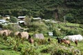 Mountain mules, on Salkantay Trek to Machu Picchu.