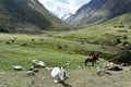 Mountain mules, on Salkantay Trek to Machu Picchu.