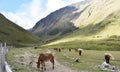 Mountain mules, on Salkantay Trek to Machu Picchu.